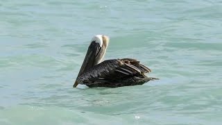 Pelicano  Pelecanus occidentalis 🙂 [upl. by Adamo]