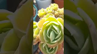 ECHEVERIA MANDALA CITRUS monicasuculentaecia coloniasdesuculentas shortsyoutube [upl. by Howie]