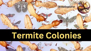 Introduction to Insect Taxonomy and Insect Identification  Part 18  Termites [upl. by Crompton155]