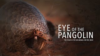 Eye of the Pangolin Pangolin Documentary in HD [upl. by Oilla]