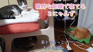 微妙な距離で寝てる３にゃんず。＃猫＃猫好きさんと繋がりたい＃保護猫出身＃多頭飼い＃猫がいる暮らし＃catcute ＃cutecat [upl. by Agnola]