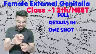 Female external genitaliavulvaPudendum class 12th amp NEET exam 2024 [upl. by Cori]