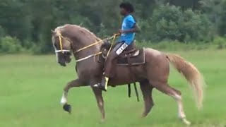 Flashy Saddle Horse of Eat Greedy Stables [upl. by Elagibba898]