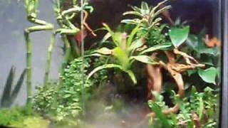 Exo Terra Terrarium Rainforest 60  45  60 part 1 [upl. by Nnyliak]