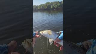 Speckled trout on the fly flyfishing [upl. by Anitsyrhc]