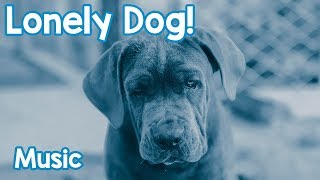 Music for Lonely Dogs Keep Your Dog Relaxed and Happy with this Music [upl. by Giacinta978]