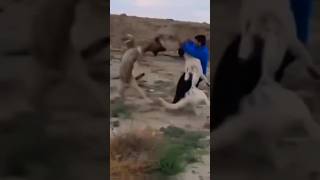 dog fighting 💪 youtube ytshorts youtubeshorts [upl. by Nawad198]