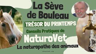 La Sève de Bouleau  DÉTOX DE PRINTEMPS POUR VOS ANIMAUX  Un danger pour les chiens [upl. by Ajay]