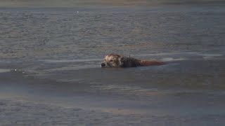 FULL RESCUE Dog Rescued From Freezing Water [upl. by Ennaecarg662]