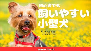 初めてでも飼いやすい小型犬ランキングトップ6位 [upl. by Nnaeiram]