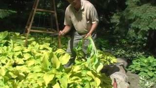 Digging and Dividing Hostas Part 2 Proper Digging [upl. by Asilenna]