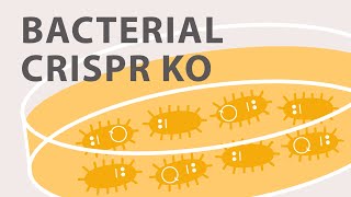 Gene Silencing Methods CRISPR vs TALENs vs RNAi [upl. by Ilojna]