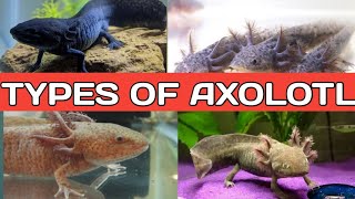 Types of axolotl  Different types of Axolotl  colors  Morphs for aquarium [upl. by Lesak69]