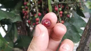 Tasting fishtail palm Caryota fruit in Jogja and getting my tongue pierced with oxalate needles [upl. by Elenahc]