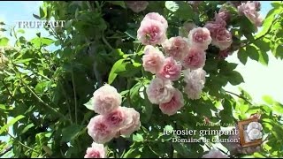 Un rosier grimpant remontant florifère et parfumé  Domaine de Courson  Truffaut [upl. by Enelrihs]