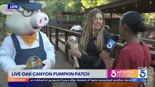 KTLA Visits the Petting Zoo at Live Oak Canyon [upl. by Aleibarg475]