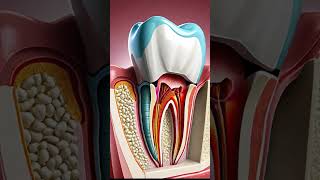 The Truth About Tooth Regeneration [upl. by Asylla338]