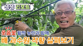 배 10000평 재배 농민과 함께 작황을 살펴봤습니다 [upl. by Skilken]