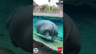 Hippo swimming ❤️ 😍 [upl. by Ogdon]