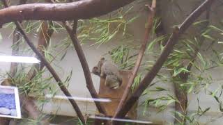 Ueno Zoological Gardens  Galao senegalensis ≪ Lesser Rsuhbaby ≫  ショウガラゴ [upl. by Llacam]