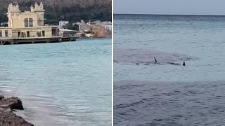 Squali davanti alla spiaggia di Mondello Le pinne potrebbero anche appartenere a dei pesci spada [upl. by Aynahs]