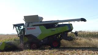 Der neue Claas TRION  Körnermais ernten  The new Claas Trion  Harvesting grain maize [upl. by Sinnek574]