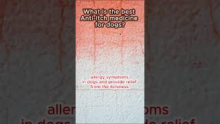 What is the best AntiItch medicine for dogs shortsfeed viralshorts dogskinproblem dogshorts [upl. by Tartaglia685]