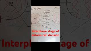 Interphase stage  mitosis division  cell division [upl. by Ahsas]