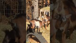 Breeding Time for the Goats [upl. by Tommi]