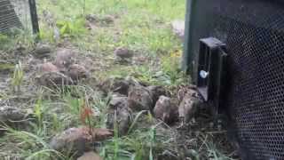 Bobwhite Quail Release [upl. by Aliam]