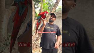 Green Wing Macaw and Severe Macaw  Choose your favourite  Worlds Largest and Smallest Macaw [upl. by Eskill]