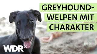 Überraschender GreyhoundNachwuchs hält das TierheimTeam auf Trab  S02E02  Hallo Tierheim  WDR [upl. by Tatianas]