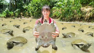 Harvesting Many Turtles In The Swamp Goes To Market Sell  Raising Chickens And Ducks [upl. by Herminia]