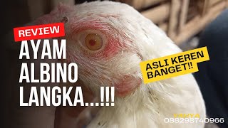 Ayam Albino Langka  Mengenal Ayam Albino Mata Merah [upl. by Roscoe]