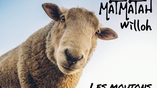 Matmatah amp Willoh  Les moutons remix [upl. by Hayimas]