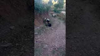 Ram’s fight vol 2 music wildlife relax rest funny animals [upl. by Nimref]