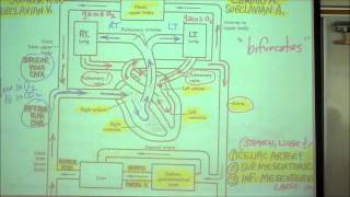 ANATOMY CIRCULATORY SYSTEM PART 1 by Professor Fink [upl. by Robson31]