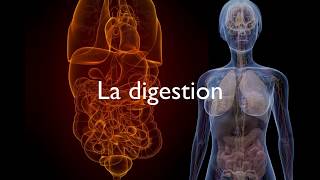 La digestion [upl. by Engvall]