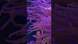 Macrodactyla doreensis aquarium trending short viral fish cute [upl. by Wohlen251]