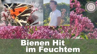 Bienen Hummel und Schmetterlingspflanzen für feuchtere Standorte [upl. by Carmelo284]