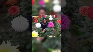 Flower show  2019 friends memorieslyrics trending ytshorts bollywood music [upl. by Henson]