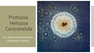 Introducción al estudio de los Heliozoarios Protozoa Heliozoa y Centrohelida [upl. by Haridan]