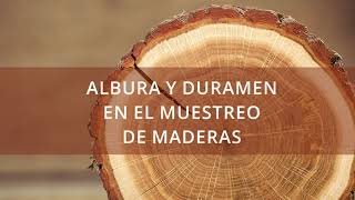 LEGALIDAD DE LA MADERA Albura y duramen en el muestreo de maderas [upl. by Eenttirb267]