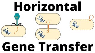 Transformation Transduction and Conjugation Horizontal Gene Transfer in Bacteria [upl. by Margie980]