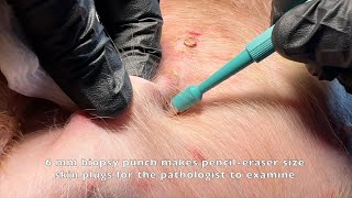 PUNCH skin biopsy in a dog [upl. by Hplar]