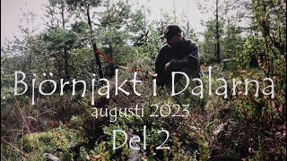 Björnjakt i Dalarna 2023 Del 2  Gångstånd och eftersök [upl. by Ylrahc89]