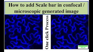 How to add scale bar in confocal image [upl. by Anujra956]