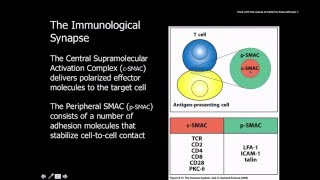 Immunology Naive t cells activation and proliferation [upl. by Llahsram156]