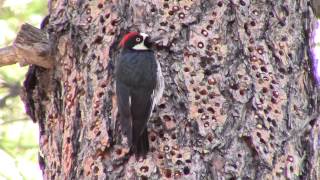 Acorn Woodpeckers at Goldwater Lake Prescott AZ HD [upl. by Antsirhc455]