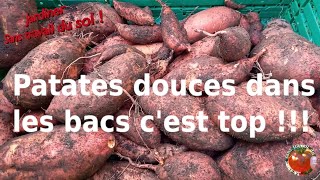 Patates douces en bacs Cest top [upl. by Uhn]